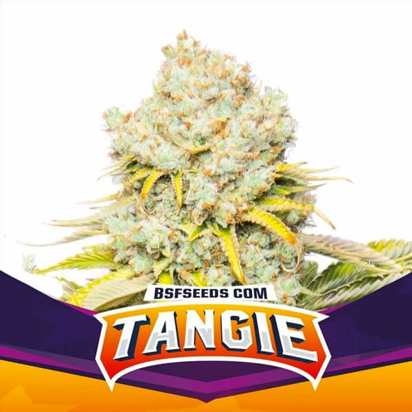 Tangie Samen > BSF Seeds | Feminisierte Hanfsamen  |  Sativa